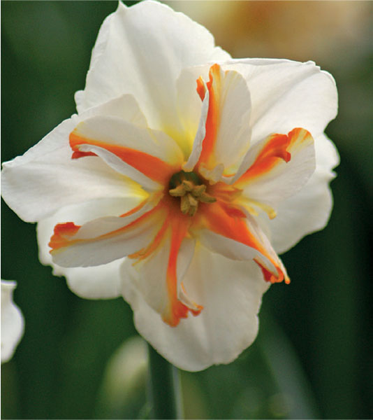 formosabulbs_lily Nashville