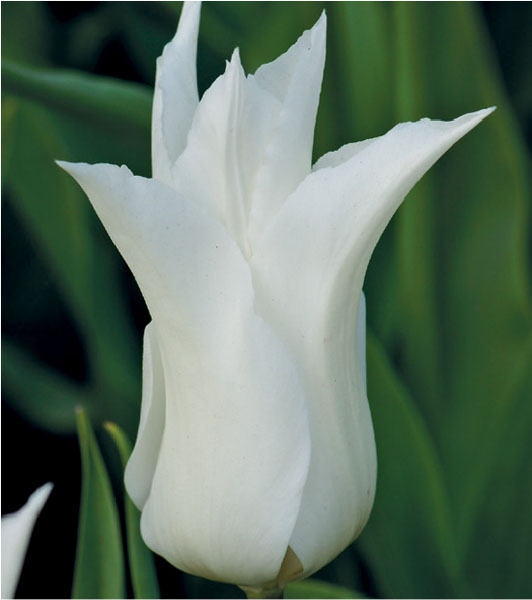 formosabulbs_lily Nashville