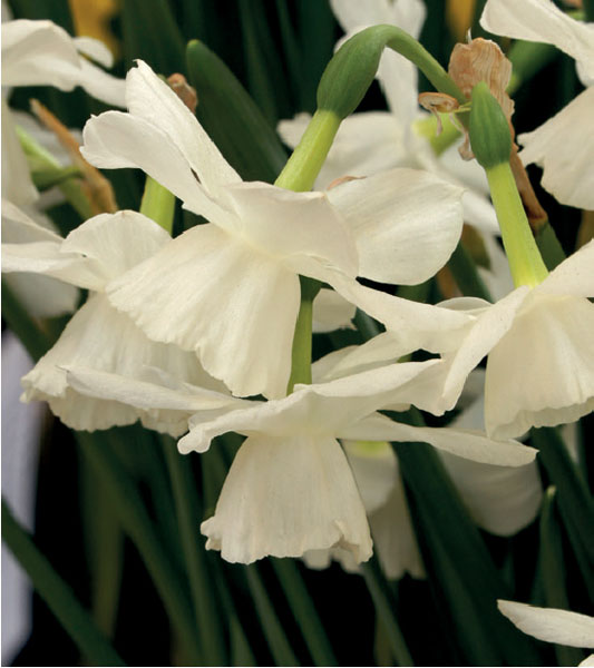 formosabulbs_lily Nashville