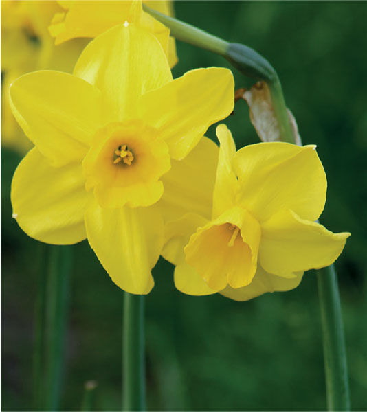 formosabulbs_lily Nashville