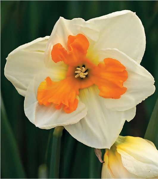 formosabulbs_lily Nashville