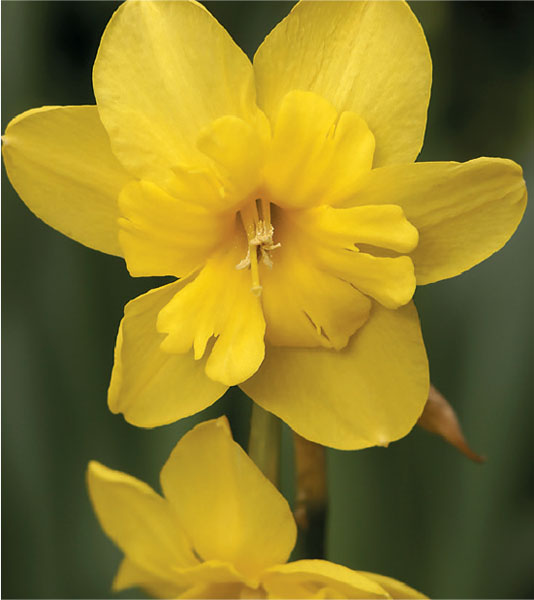 formosabulbs_lily Nashville