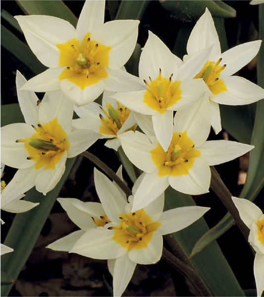 formosabulbs_lily Nashville