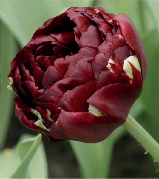 formosabulbs_lily Nashville