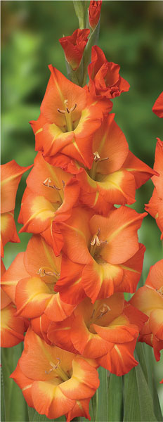 formosabulbs_lily Nashville