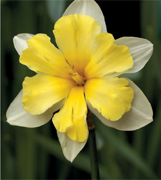formosabulbs_lily Nashville