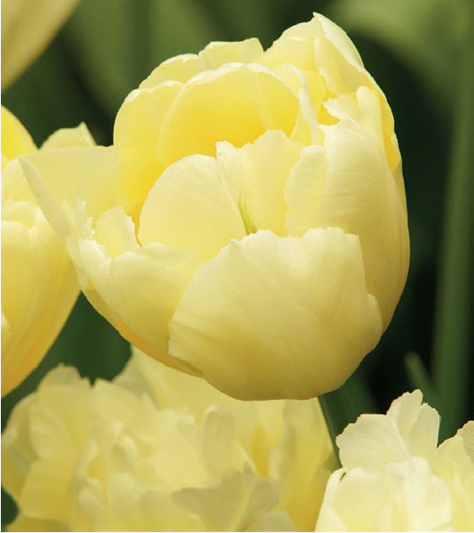 formosabulbs_lily Nashville