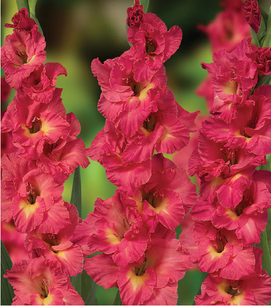 formosabulbs_lily Nashville
