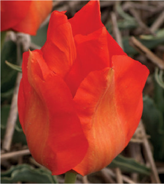 formosabulbs_lily Nashville