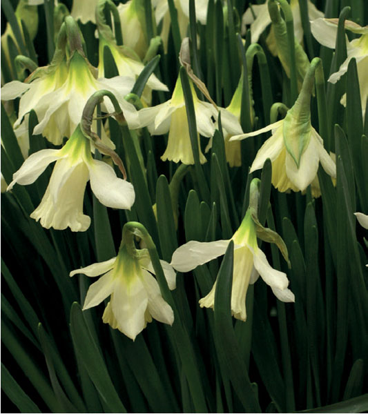 formosabulbs_lily Nashville