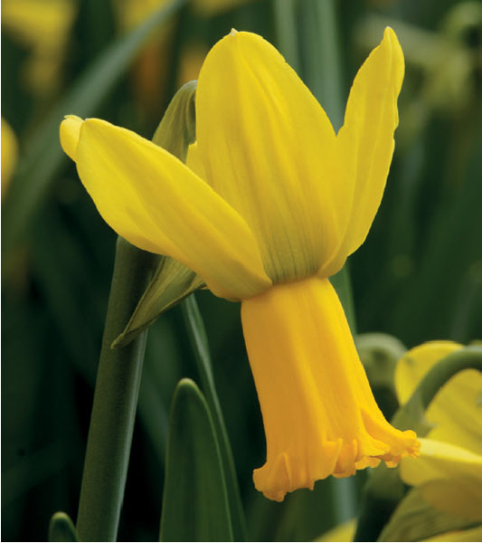 formosabulbs_lily Nashville