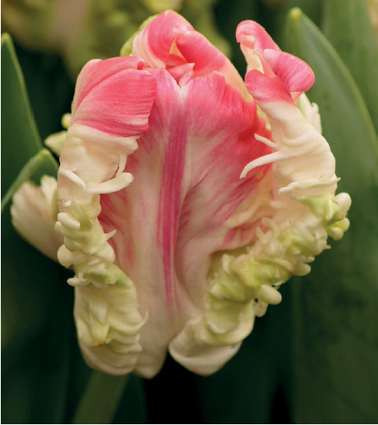 formosabulbs_lily Nashville