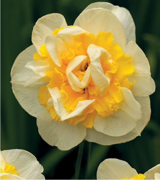 formosabulbs_lily Nashville