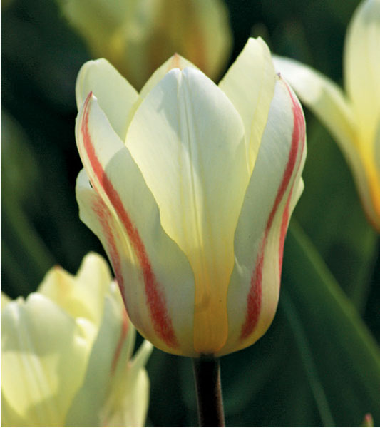 formosabulbs_lily Nashville