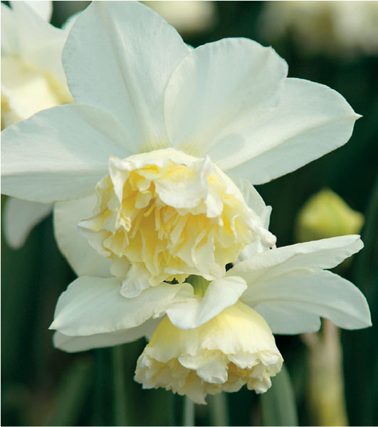 formosabulbs_lily Nashville