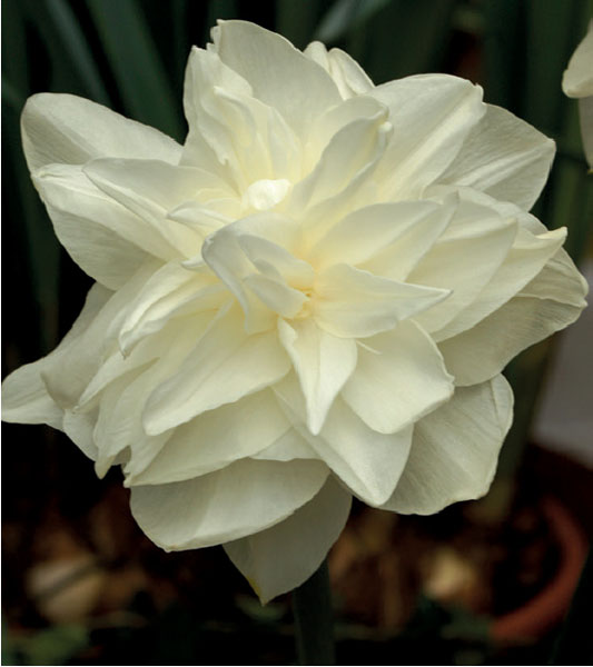formosabulbs_lily Nashville