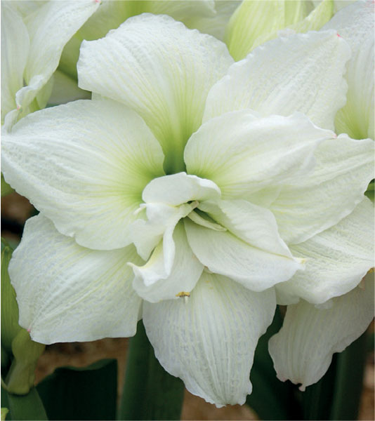 formosabulbs_lily Nashville