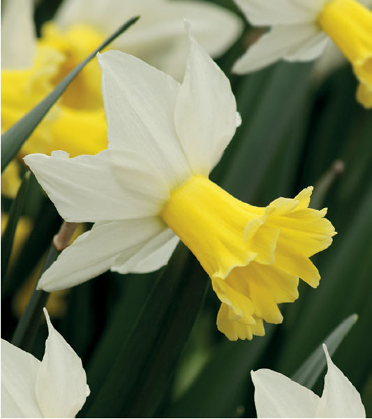 formosabulbs_lily Nashville