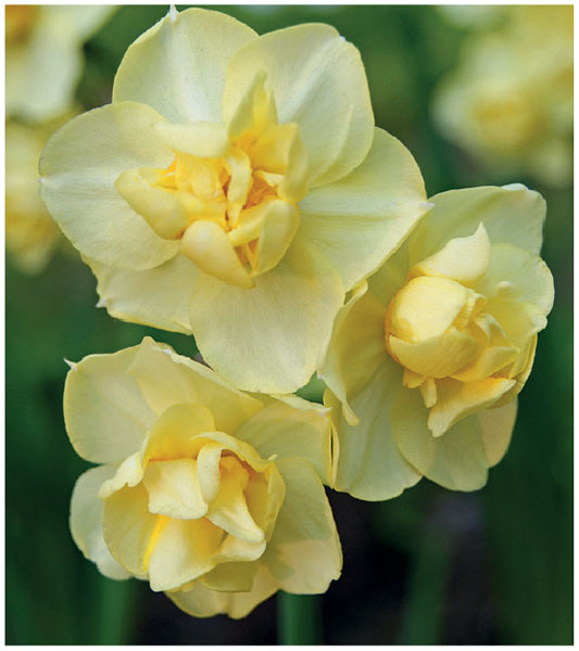 formosabulbs_lily Nashville