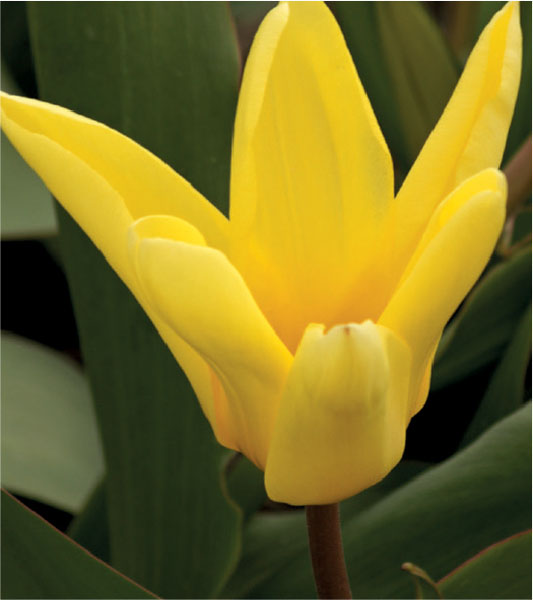 formosabulbs_lily Nashville