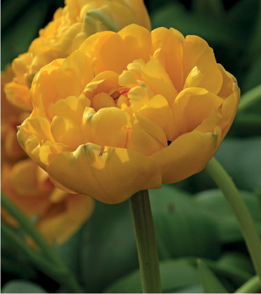 formosabulbs_lily Nashville