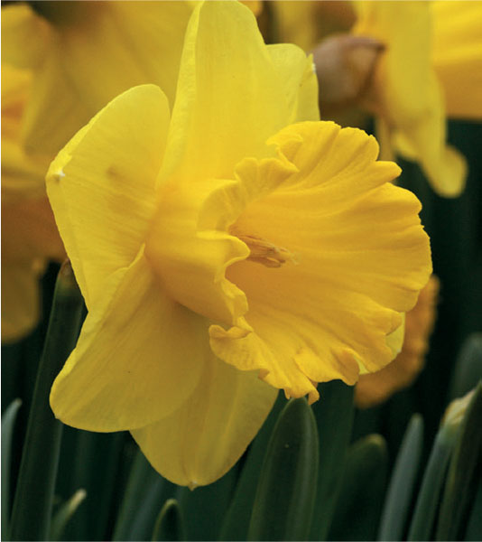 formosabulbs_lily Nashville