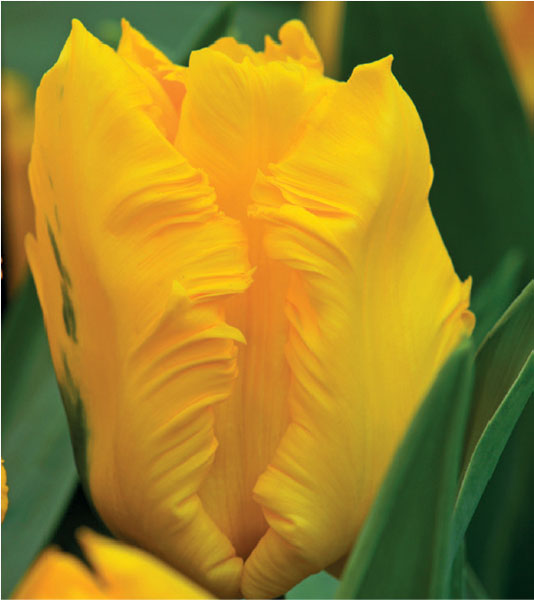 formosabulbs_lily Nashville