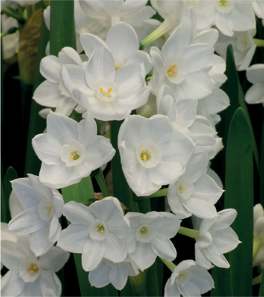 formosabulbs_lily Nashville