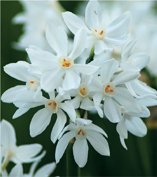 formosabulbs_lily Nashville