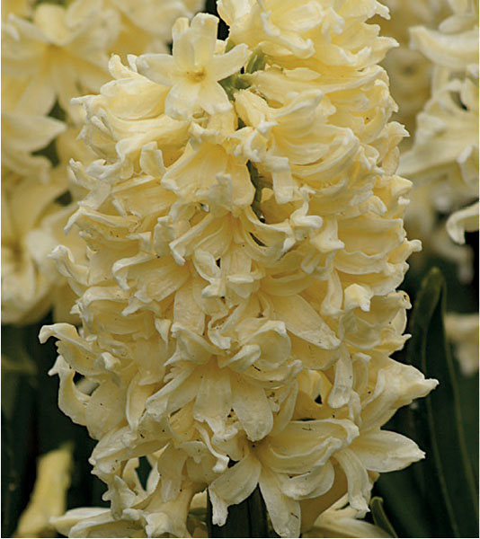 formosabulbs_lily Nashville