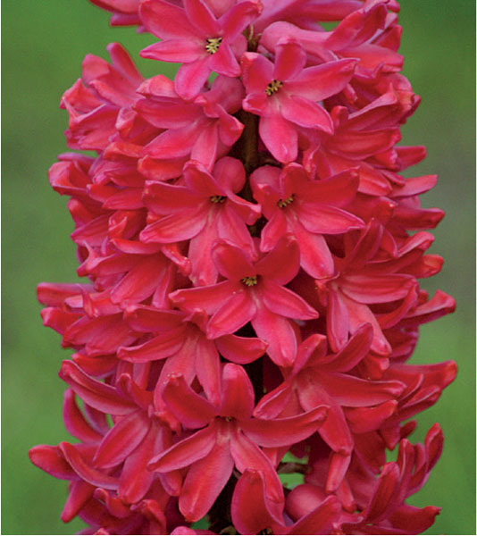 formosabulbs_lily Nashville