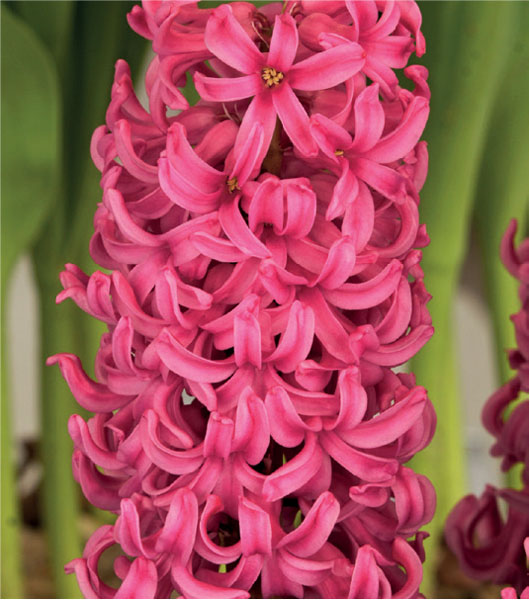 formosabulbs_lily Nashville