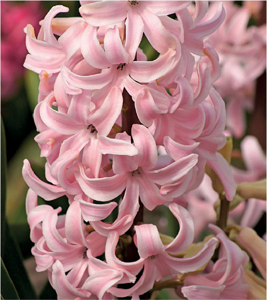 formosabulbs_lily Nashville