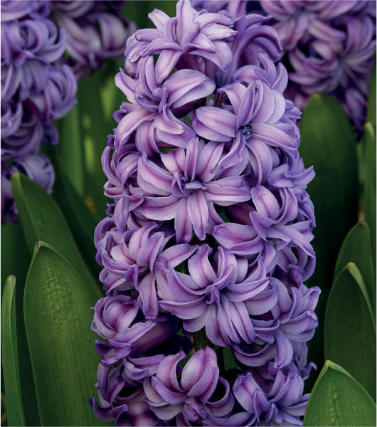 formosabulbs_lily Nashville