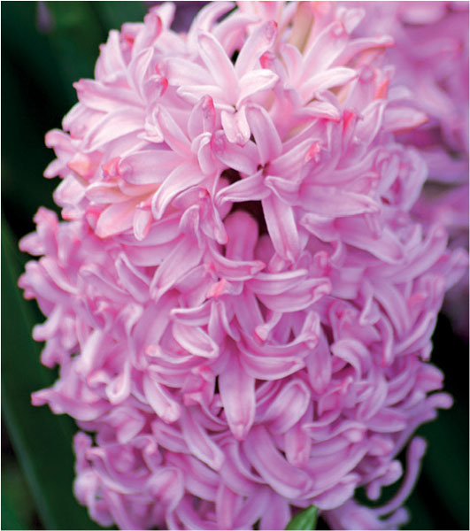 formosabulbs_lily Nashville