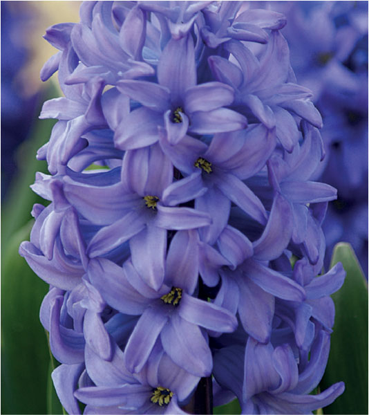 formosabulbs_lily Nashville