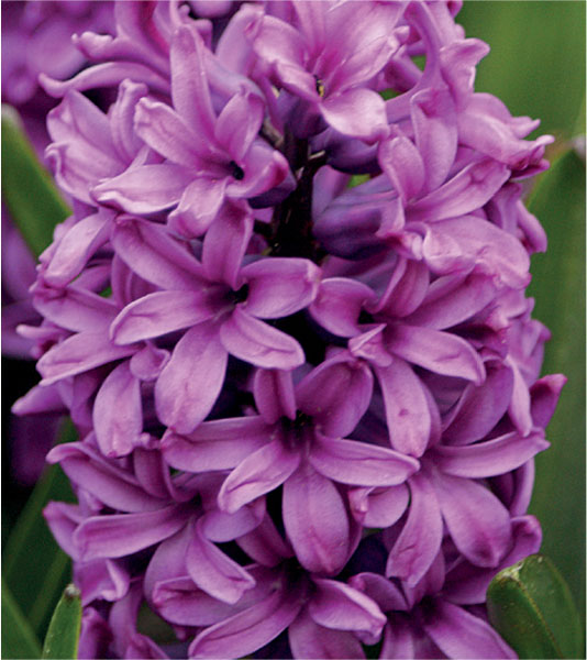 formosabulbs_lily Nashville