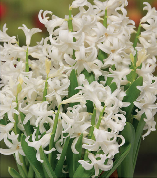 formosabulbs_lily Nashville