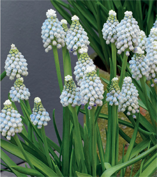 formosabulbs_lily Nashville