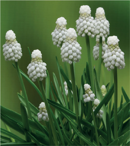 formosabulbs_lily Nashville
