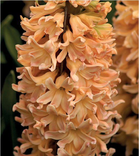 formosabulbs_lily Nashville