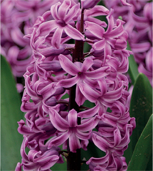 formosabulbs_lily Nashville