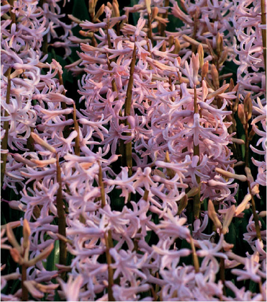 formosabulbs_lily Nashville