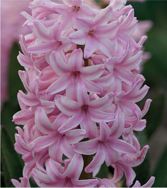 formosabulbs_lily Nashville
