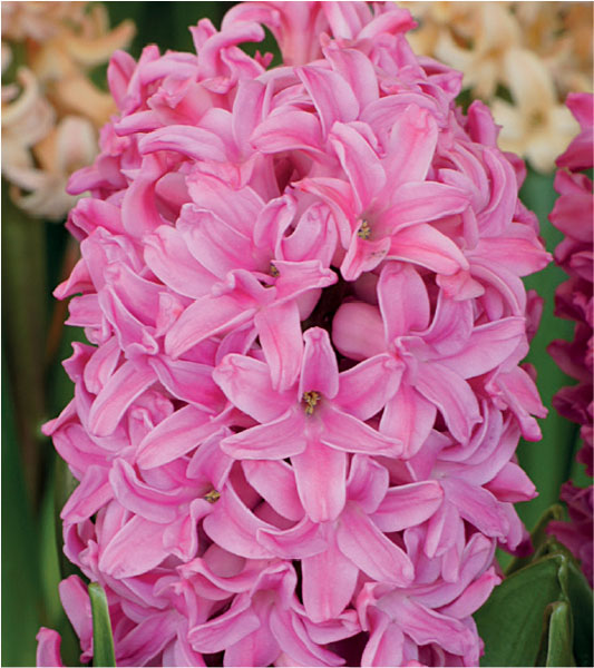 formosabulbs_lily Nashville