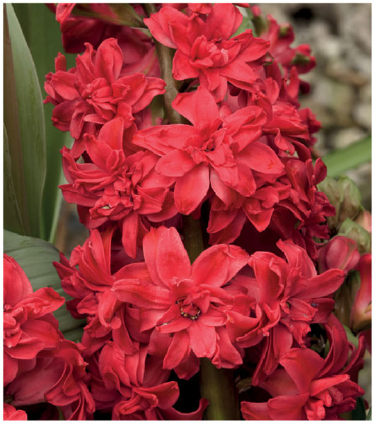 formosabulbs_lily Nashville