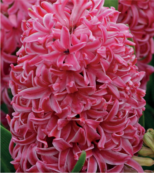 formosabulbs_lily Nashville
