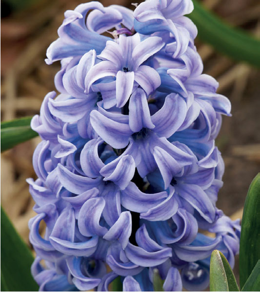 formosabulbs_lily Nashville