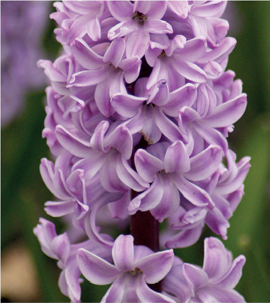 formosabulbs_lily Nashville