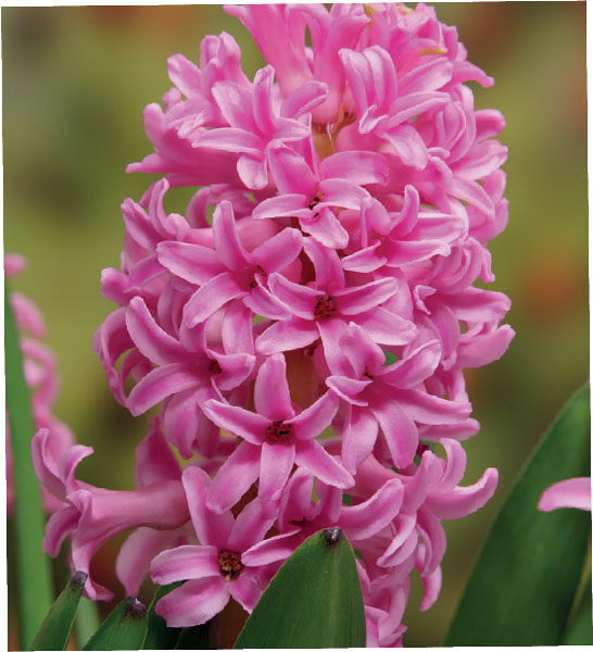formosabulbs_lily Nashville